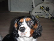 honden foto van Sammy