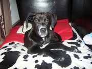 honden foto van Mariska