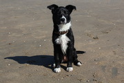 honden foto van Nadia