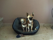 honden foto van sandra