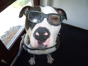 honden foto van yvonne