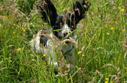 honden foto van gerrit van de belt
