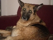 honden foto van Sandra