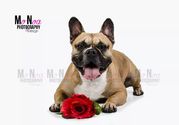 honden foto van Kelly