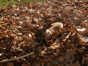 honden foto van mariska