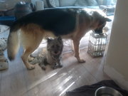 honden foto van ilse