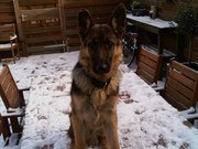 honden foto van ozan