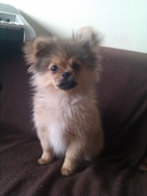 honden foto van kirsten