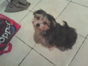 honden foto van vercammen wendy