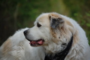 honden foto van Max en wendy