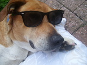 honden foto van Gabber
