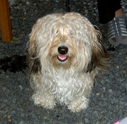 honden foto van Josephine