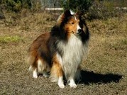 honden foto van mirthe