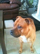 honden foto van Diego