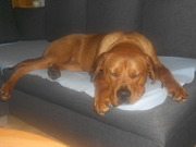 honden foto van belle