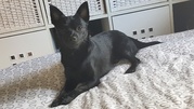 honden foto van BB&Blacky