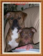 honden foto van chanel en boy