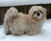 honden foto van  Tini Ter Velde