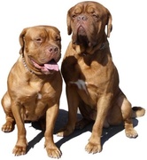 honden foto van saskiadogs