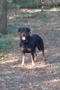 honden foto van Bo