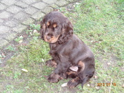 honden foto van ingrid sauren