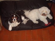 honden foto van Jonckers Tinne