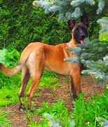 honden foto van Tessa's Falko