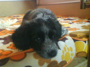 honden foto van peter