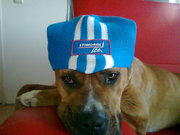 honden foto van joe