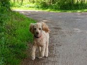 honden foto van Iris
