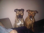 honden foto honden foto van Bianca