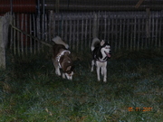 honden foto van Sandra