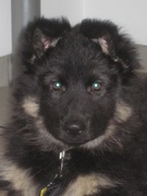 honden foto honden foto van Olga