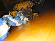 honden foto van Rockfieldie