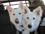 honden foto honden foto van mikki