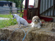 honden foto honden foto van Connie