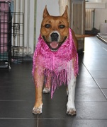 honden foto van Xanthia - Sven *Bailey*