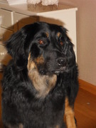 honden foto van elise