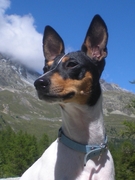 honden foto van joke de vos