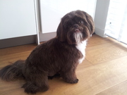 honden foto van Boaz