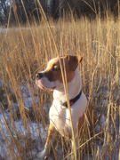 honden foto van Chris
