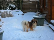 honden foto van Amanda & Bobby