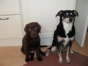 honden foto van Linda Heijne