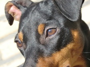 honden foto van # Joyce '& Angel !