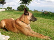 honden foto van Marina Pronk