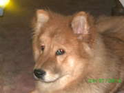 honden foto van tessa