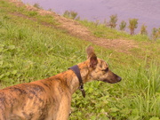 honden foto van wies ridder