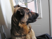 honden foto van M. Schouten Gras