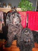 honden foto van Boran&Zsa Zsa