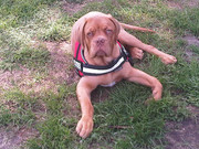 honden foto honden foto van Antoinette